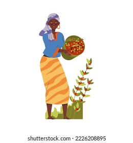 Woman Character Harvesting Coffee Picking Fresh Fruit in Bucket Vector Illustration