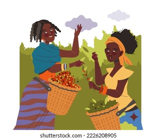 Woman Character Harvesting Coffee Picking Fresh Fruit from Bush in Basket Vector Illustration