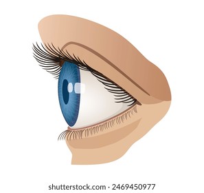 A Woman Dark Blue Eye side view vector Illustration isolated, eps