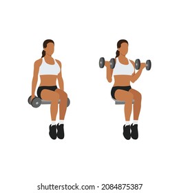 Woman doing Seated Dumbbell bicep curls exercise. Flat vector illustration isolated on white background