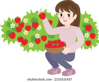 A woman doing strawberry picking.