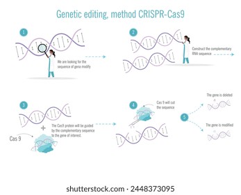 A woman is editing a genetic sequence. She is using a CRISPR Cas9 method. The image is a four-panel illustration of the proces