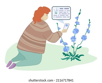 A woman examines a chicory plant and searches for an article on the Internet about the flower using a mobile phone.