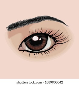 Woman Eye With Eyebrows Vector