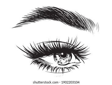 Woman Eye With Perfectly Eyebrows And Full Lashes