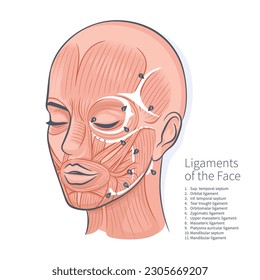 Woman face ligaments muscles scheme portrait vector illustration