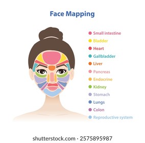 The woman face with face mapping vector illustration isolated on white background. Diagram of chinese face map reveals internal body issues from pimples, rashes, change of skin color, tone, dryness.