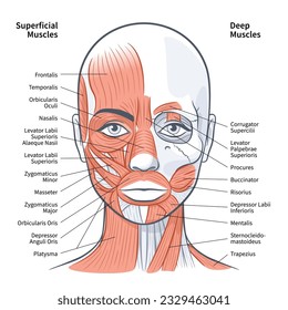 Woman face superficial deep muscles scheme vector illustration on white background