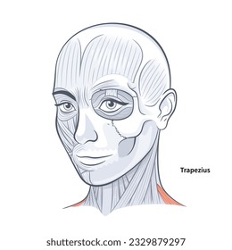 Frau Anatomie des Gesichtes Trapezius Nackenmuskel Vektorgrafik auf weißem Hintergrund