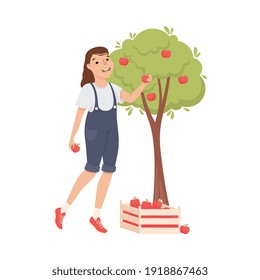 Woman Farmer or Agricultural Worker Gathering Ripe Apples in Wooden Crate Vector Illustration