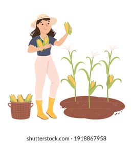 Woman Farmer or Agricultural Worker Gathering Corn Cobs in Wicker Basket Vector Illustration