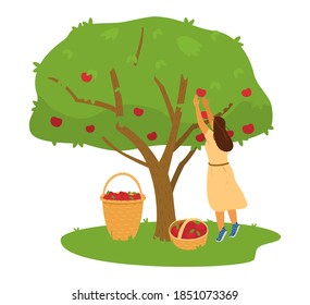 Woman Farmer Collecting Apples Harvest From Apple Tree Into Basket Vector Illustration.