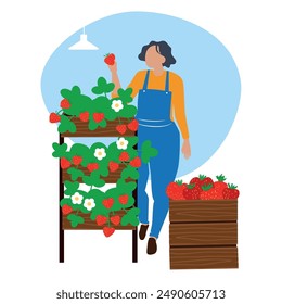 woman farmer harvest strawberries in greenhouse. Farmer Cultivate Strawberries Indoors. Flat illustration isolated on white for poster, banner, article illustration design. Farming, agriculture 