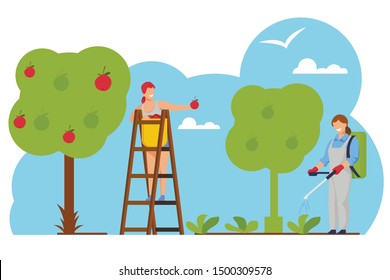 Woman Farmer Pick Apple Harvest to Basket in Orchard, Girl Spraying Tree with Chemicals. Gardeners Care of Plants, Harvesting Ripe Fruits in Garden, Farm Production. Cartoon Flat Vector Illustration