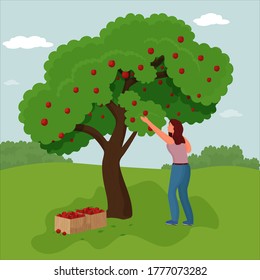  Woman Farmer Pick Apple Harvest to Box. Characters Harvesting Ripe Fruits from Green Organic Tree.
