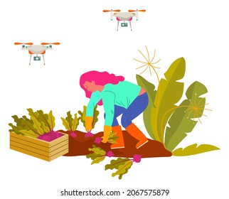 Woman farmer picking beet, harvesting vegetable, equipment. Agricultural worker in boots and gloves gardening, wireless and flying device on farm