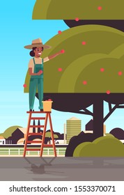 woman farmer picking ripe apples from tree african american girl on ladder gathering fruits in garden harvest season concept countryside background flat vertical vector illustration