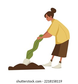 Weibliche Bauern ziehen Wurzelfrüchte aus einem Bett, flache Cartoon-Vektorgrafik einzeln auf weißem Hintergrund. Farmer weibliche Charakter sammelt Herbsternte.