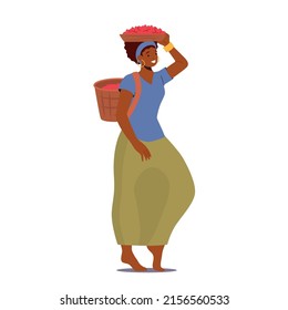 Woman Farmer Work on Coffee Plantation Carry Basket on Head and Back Isolated on White Background. African Female Character Grow Crop, Harvesting, Cultivate Beans. Cartoon People Vector Illustration