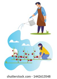 Woman Farmer Working on Garden Bed with Ripe Tomatoes, Man Gardener Watering Vegetables with Water Can. Ecological Healthy Farm Production. Seasonal Work, Agriculture Cartoon Flat Vector Illustration