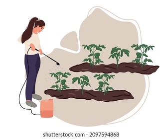 A woman gardener or farmer sprays tomato seedlings with herbicide after planting in the ground. Treatment and protection of seedlings from insects and pests. Flat vector