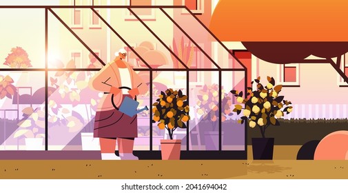 woman gardener with watering can taking care of potted lemon and orange plants at backyard greenhouse