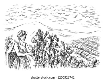 woman gatherer harvests coffee at coffee plantation landscape in graphic style hand-drawn vector illustration.