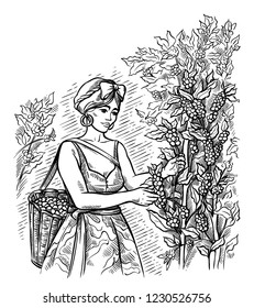 woman gatherer harvests coffee at coffee plantation landscape in graphic style hand-drawn vector illustration.