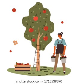 Woman gathering apples from tree at farm, farming female personage with buckets and container for ripe fruits. Seasonal harvesting in autumn or summer, girl working at garden. Vector in flat style