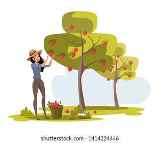 Woman gathers apples in bucket vector illustration. Cute country girl harvesting fruits. Fruit trees garden. Female farmer standing near apple-tree in orchard. Harvest season in agriculture industry