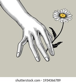 Woman hand holding a chamomile flower. Vintage engraving stylized drawing. Vector illustration