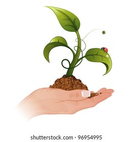 Woman Hand with the Young Green Sprout from the Ground with Water Drops and Ladybug, vector illustration