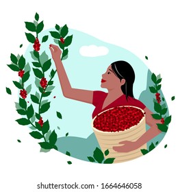 A woman is harvesting a coffee tree with a basket in her hands.