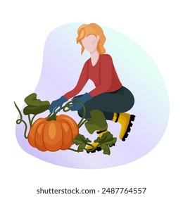 A woman harvests pumpkins. Garden work at the end of summer. Harvesting. Autumn has begun. Gardener character. Vector illustration.