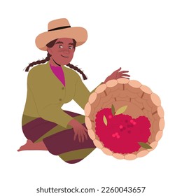 Woman in Hat Harvesting Coffee Crop Picking Ripe Red Berry in Basket Vector Illustration