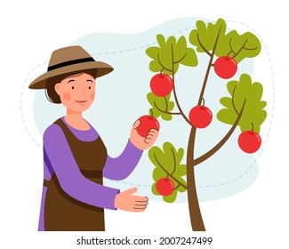 Woman in hat picks apples from a tree in the garden.  Picking fruits. Gardening. Farming. Vector flat illustration.