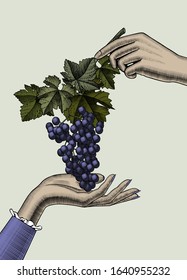 Woman holding grapes. The woman's hand holds a large cluster of grapes. Vintage engraving color stylized drawing. Vector illustration