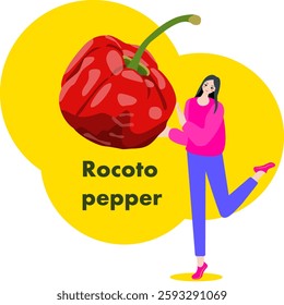 A woman holds Rocoto pepper. Chili peppers. Isolated vector illustration.