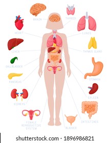 Woman Internal Organs Infographic. Human Body Anatomy, Lungs, Kidneys, Heart, Brain, Liver And Female Reproductive Vector Illustration Set. Educational Poster For Medicine And Biology