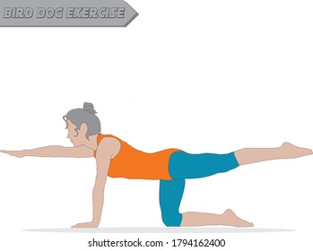 Woman Making Perfect Body With Bird Dog Exercise.
