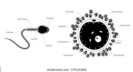 1,671 Fertilisation sperm Images, Stock Photos & Vectors | Shutterstock