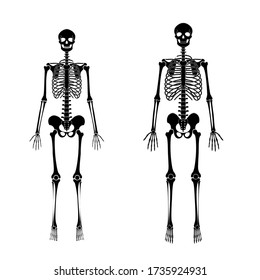 Woman and man skeleton anatomy in front view. Vector black isolated flat illustration of human skull and bones. Halloween, medical, educational or science banner.