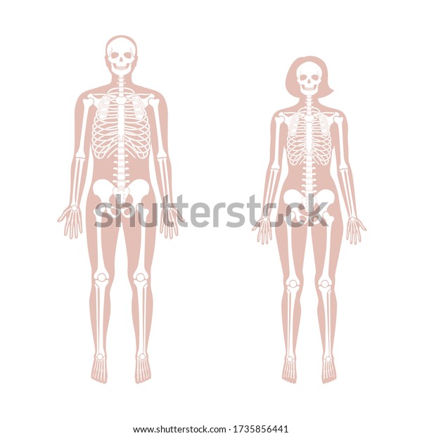 La anatomía de los esqueletos de hombres y mujeres en primera vista Vector aislado de