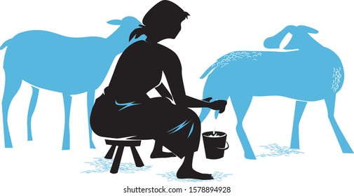 woman manually milking the sheep, according to ancient traditions