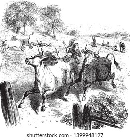 Woman named Hannah Erwin Israel herding cattle away from British soldiers,vintage line drawing or engraving illustration.