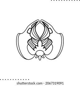 Woman Pelvic Floor Muscles, Vector Illustration In Outline