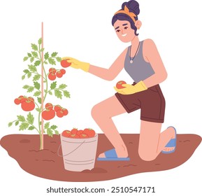 Woman pick tomatoes from garden bush color illustration isolated on white background