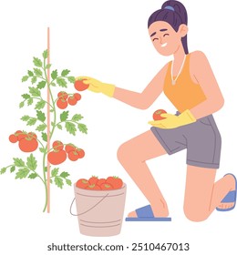 Mulher pega tomates da planta. Vegetais maduros da fazenda isolados sobre fundo branco