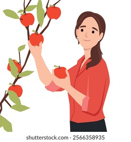 Woman picking apples.Harvest concept. Flat vector illustration isolated on white background