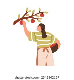 Mulher colhendo, coletando maçãs de galho de árvore no pomar. Feliz agricultor colhendo frutas orgânicas frescas colheita no campo, país. Ilustração de vetor plano isolada no plano de fundo branco